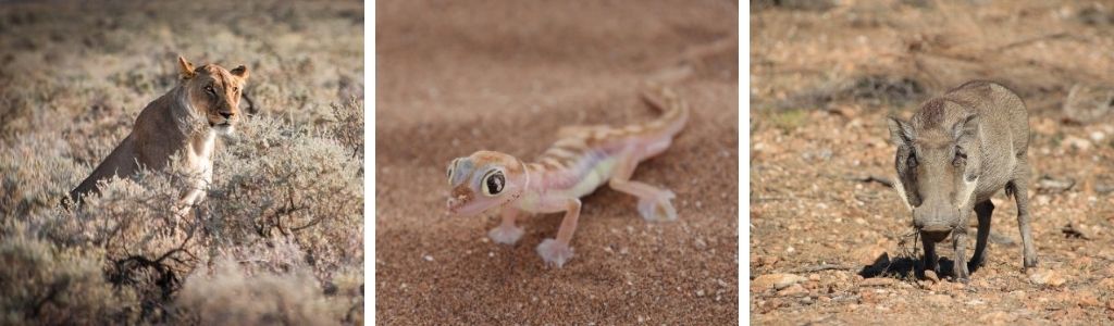 Namibia Tierwelt